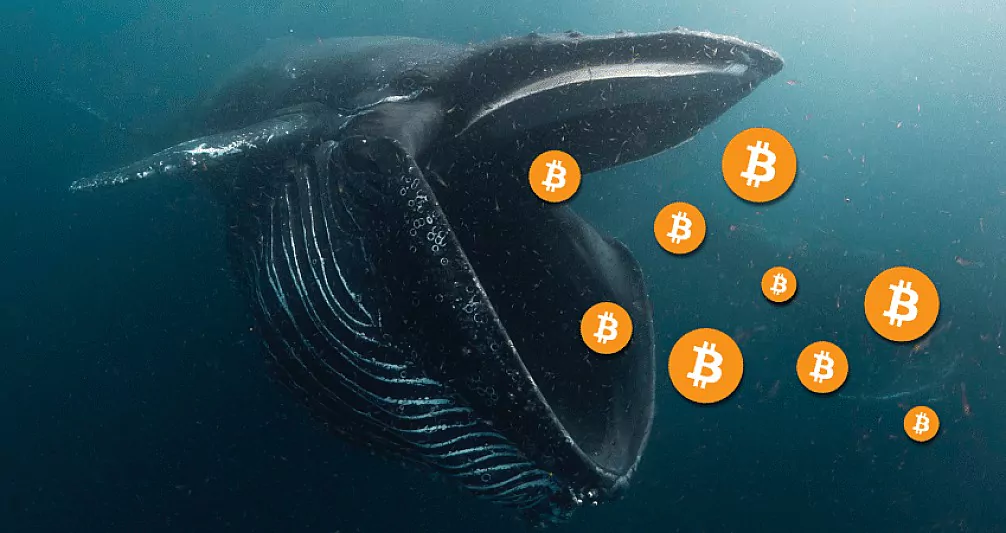wieloryby bitcoina